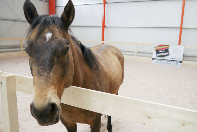 Böckmann Center Sauerwein Johannistal – indoor riding arena surface