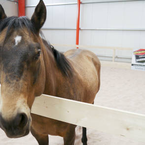 Böckmann Center Sauerwein Johannistal – indoor riding arena surface