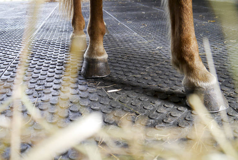 Reitanlage Regenstauf – Offenstall-Boden