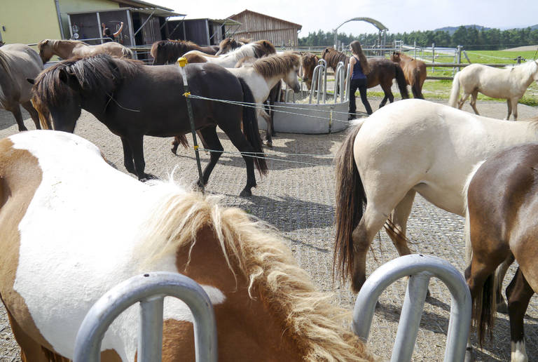 Reitplatz Regenstauf – Wege und Fressplätze