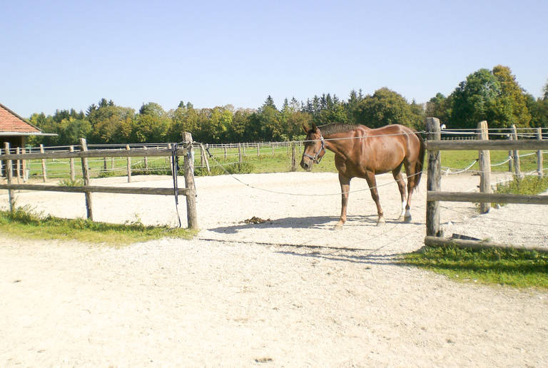 Reitanlage Laufzorn – paddock surface