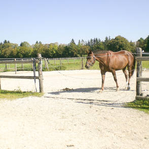 Reitanlage Laufzorn – Paddockboden