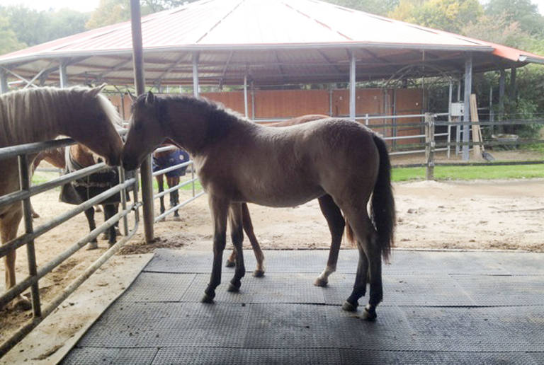 Reitanlage Kamp-Lintfort – Offenstall Boden