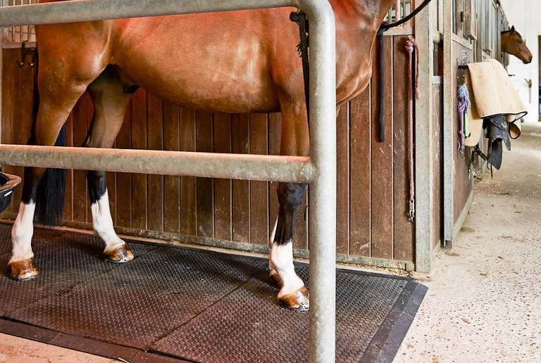 Reitanlage Wampen – Stall und Box