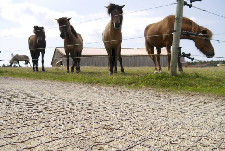 Reitplatz Regenstauf – paths and feeders