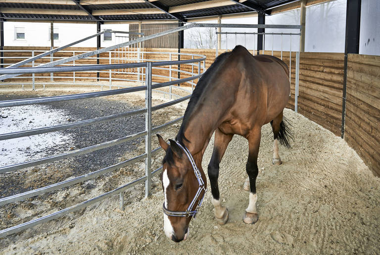 Reitanlage Wampen – Führanlage und Bewegungsbahn