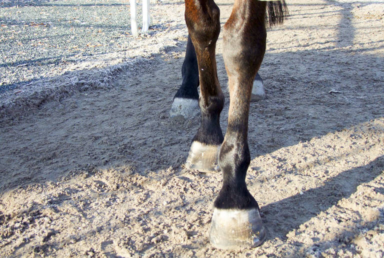 Reitanlage Neustadt – Führanlage und Bewegungsbahn