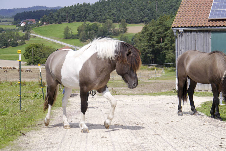 Reitplatz Regenstauf – Wege und Fressplätze