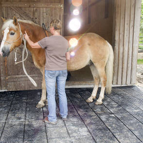 Reitanlage Oberkotzau – open stable