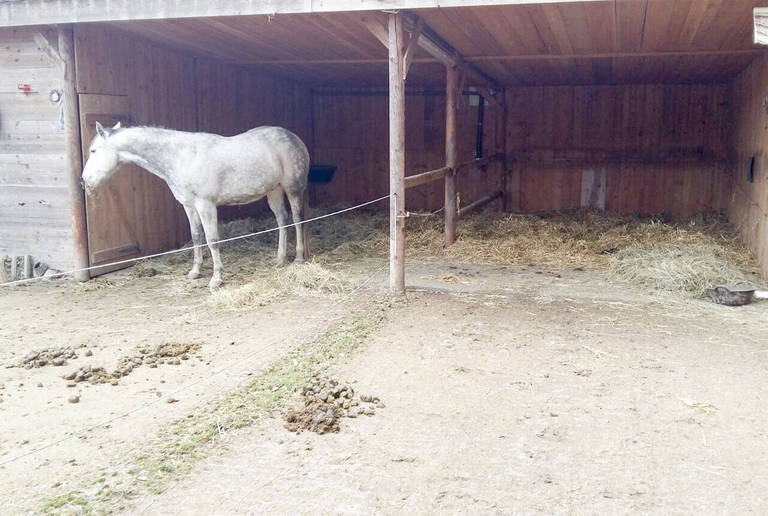 Reitanlage Hohenkammer – open stable