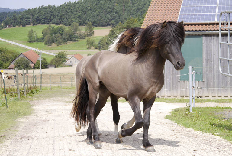 Reitplatz Regenstauf – Wege und Fressplätze