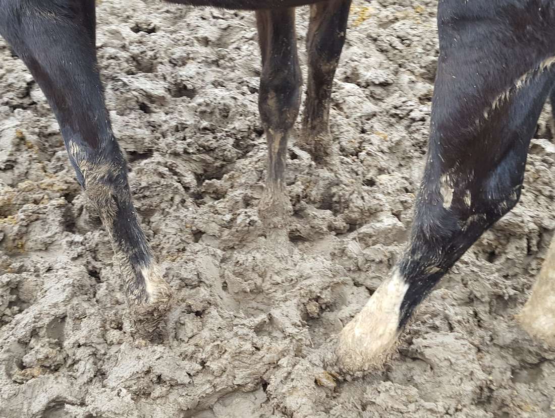 Schwarze Pferdebeine stehen tief auf einer matschigen und feuchten Fläche