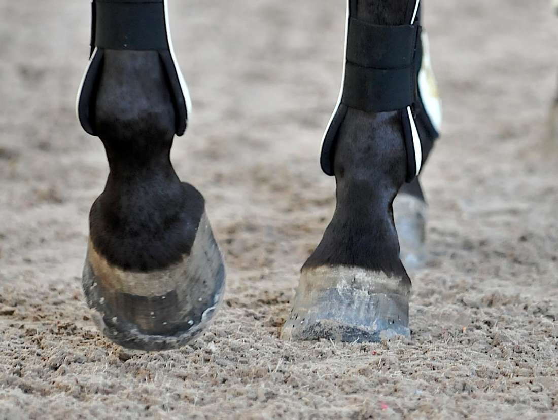 Zwei schwarze Hufen auf einem erdigen Reitboden