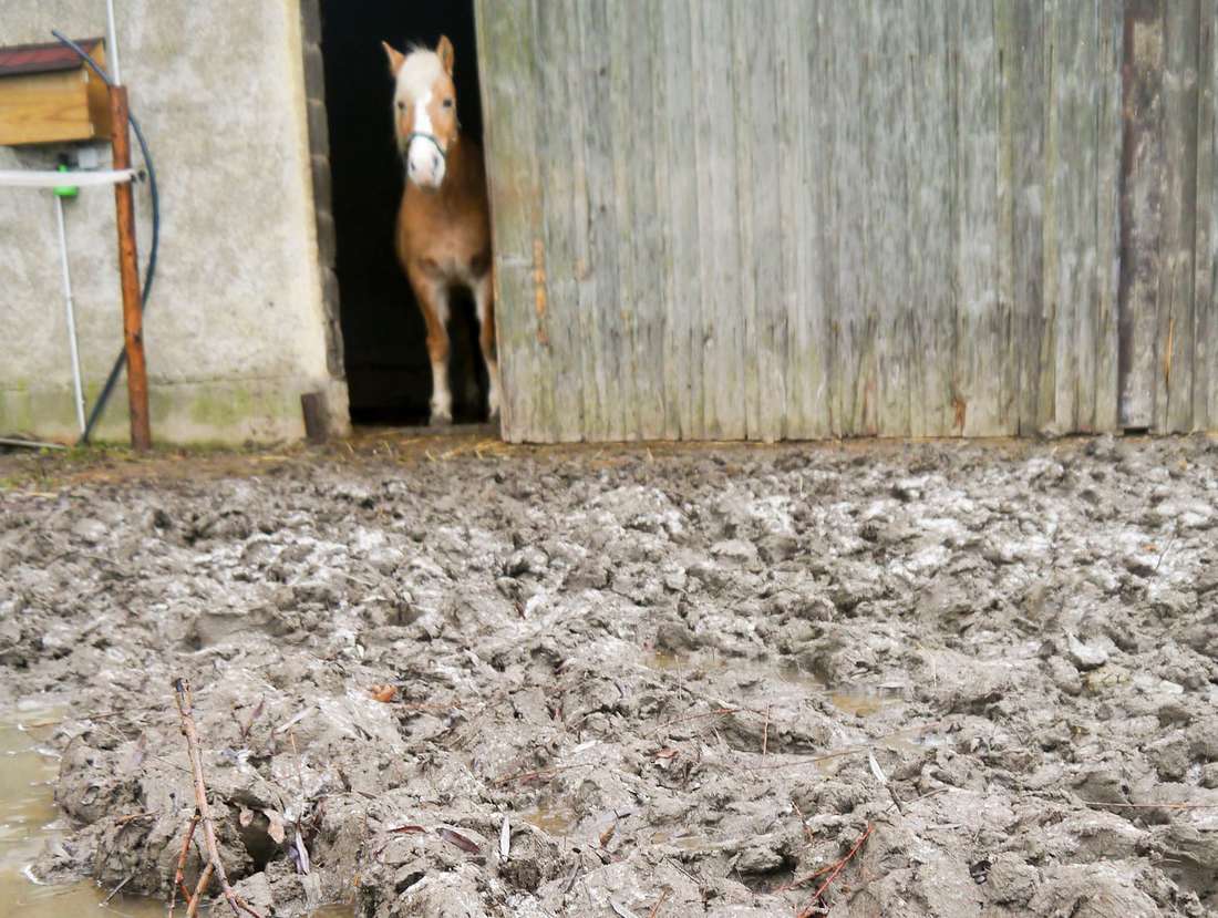 Pony schaut aus einem Stall heraus mit großer Matschfläche im Vordergrund