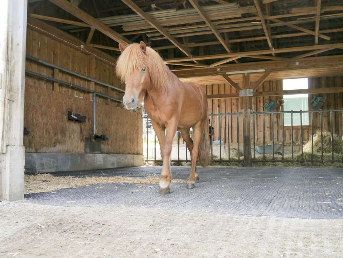 Hellbraunes Pferd läuft über dunkle Bodenmatten aus einem Stall