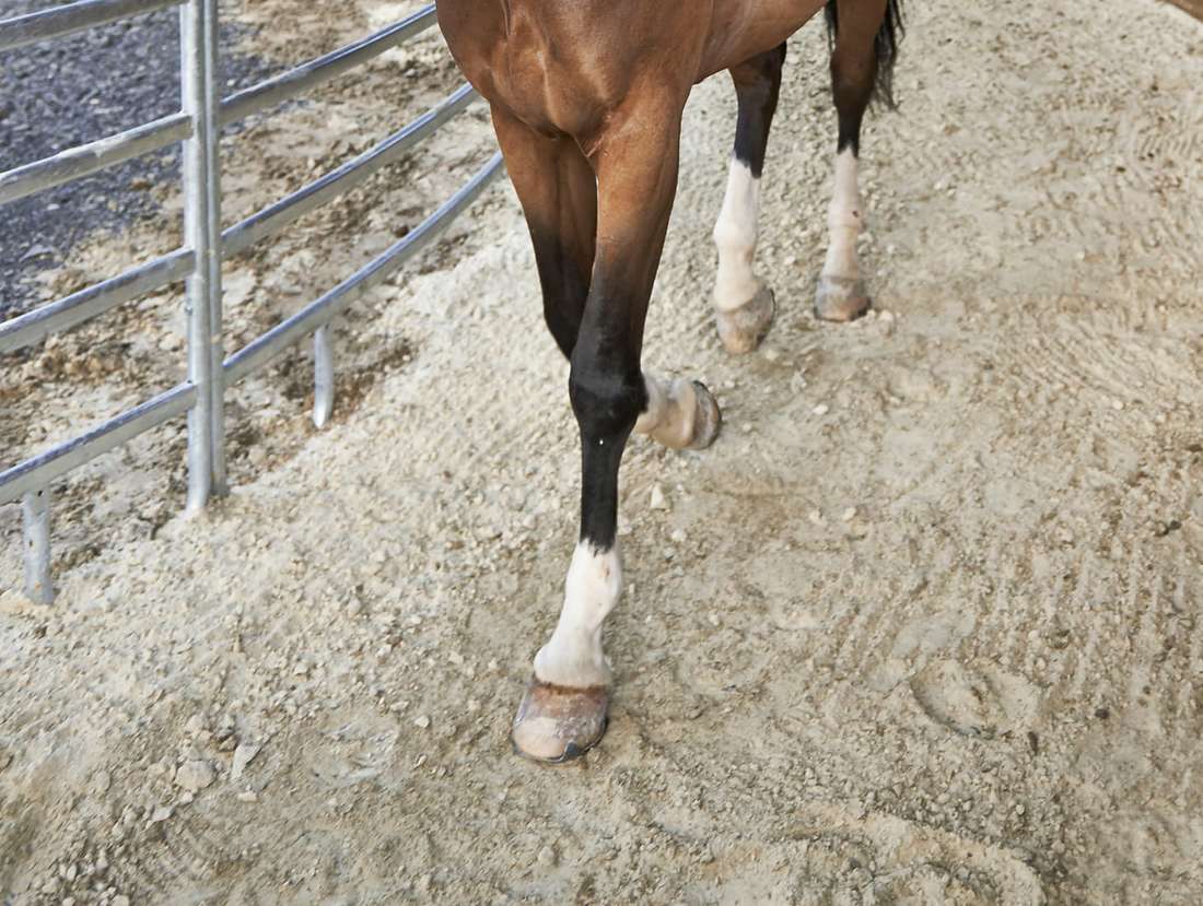 Pferd läuft über sandigen Boden einer 